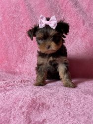 Tiffany’s Puppies - Yorkshire Terriers