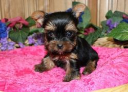 AKC Teacup Yorkie puppies for sale with papers