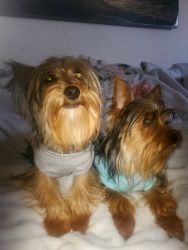 2 AKC Yorkies ready for rehoming