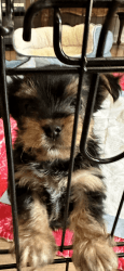 Yorkie male pup