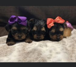Beautiful Yorkie Pups are available . Their currently 8weeks