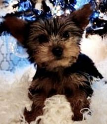 BEAUTIFUL YORKSHIRE TERRIER PUPPY