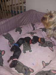 Yorkshire puppies for sale