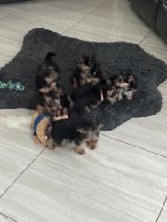 Pure Yorkies puppies for sale