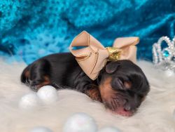 Yorkie Male Puppy AVAILABLE