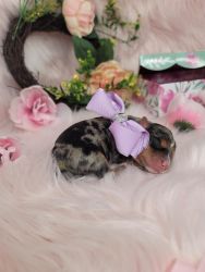 Yorkie Female AVAILABLE