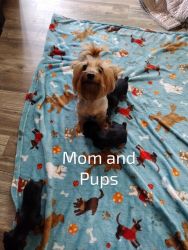 Female Yorkie Puppies looking for their furever home
