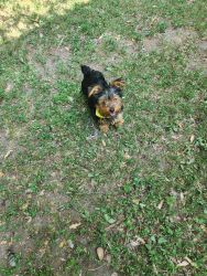 Yorkshire Terrier Pups 4 sale PRICE REDUCED