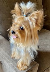 Small Yorkie Male