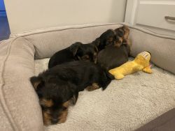 Female Yorkie Puppies for Sale