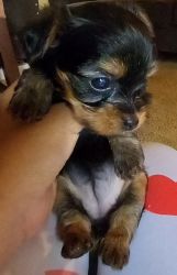 Yorkshire Terrier (Tink) for sale