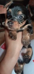 Yorkshire Terrier (Tank) for sale