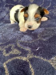 Full Parti Yorkie Male Puppies in Summerville, South Carolina