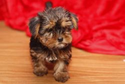 Male and female Yorkshire terrier puppies to offer