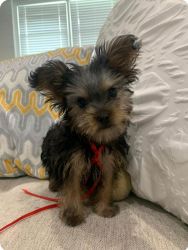 Adorable playful yorkies available ready for the new homw