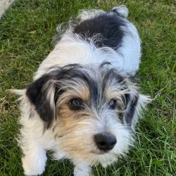 6 month old Biewer Terrier - Yorkie Mix (Pure Bred)