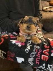 Yorkie puppies For sale