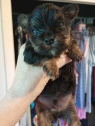 Yorkshire terrier, AKC registered t cup size