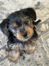 Yorkie female puppy named Two