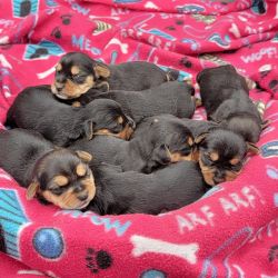 Yorkie / Beagle Puppies