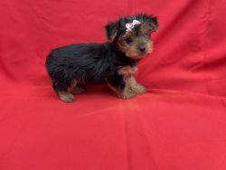 Healthy and Playful Yorkie Pups