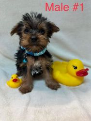 Adorable Yorkie Puppies For Sale