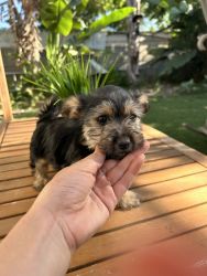 Yorkie mix for sale