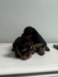 Toy/Teacup Yorkies for Sale