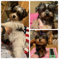 Yorkshire Terrier male puppies