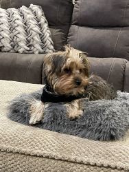 One year old AKC Registered Male Yorkie