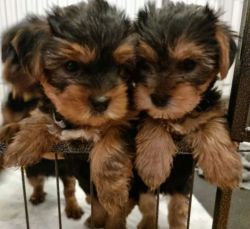 Nice yorkies puppies