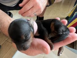 Yorkie puppies for reserve