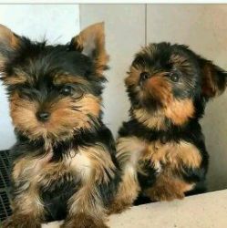 Cute Yorkie Puppies For Sale