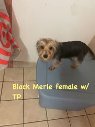 Beautiful Black Merle 14 month old