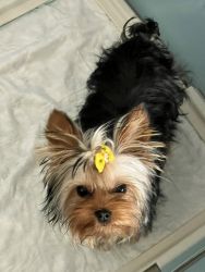 7 month old AKCfemale Yorkie