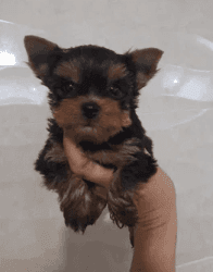 T-cup Yorkie puppies for sale