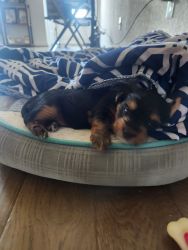 Rehoming Yorkshire Terrier puppy