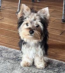 AKC 7 month old Yorkie