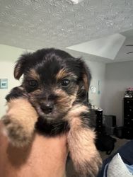4 Yorkshire Terrier puppies for sale