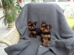 Yorkshire terrier puppies for adoption.