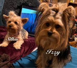 Yorkies need Forever Homes