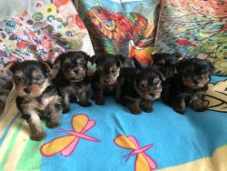Yorkie puppies ready to go.