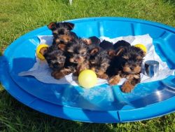 Potty Trained Yorkshire Terrier Puppies