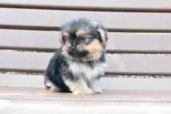 Yorkishire Terrier & Pomeranian Mix Female Tina