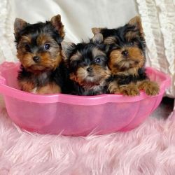 Home raised Yorkie puppies for rehoming