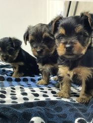 Ron’s Yorkshire Terriers