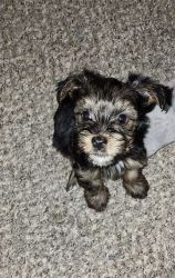 Yorkie Girl Puppy looking for new home