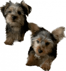 Yorkshire terrier 3 Males