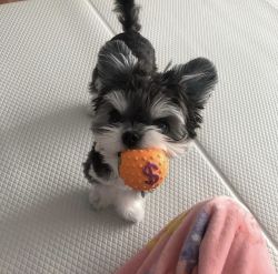 Amazing yorkie puppies available