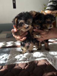 puppies ready for their for ever homes